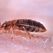 Дезинсекция, удаление вредных насекомых тараканов,блох,клещей. фото