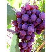 Саженцы винограда ДСП фотография