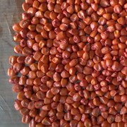Семена кукурузы Краснодарский 291,194,377,385,415 фото