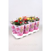 Роза Любимые розы белые -- Rose Favourite Roses White фото