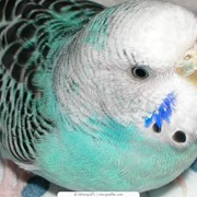 Волнистые попугаи фотография