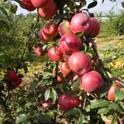 Саженцы яблони Белорусское сладкое фото