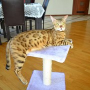 Бенгальские котята - маленькие леопардики у ВАС дома фото
