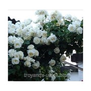 Черенок розы с почками для зимней окулировки роз - английские розы фотография