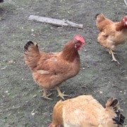 Мулард, гусята, цыплята фотография