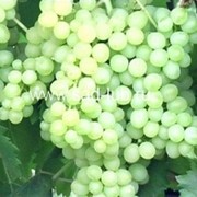 Саженцы винограда сорт Кишмиш № 342