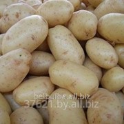Картофель семенной Агата 1 репродукции фотография