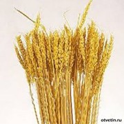 Семена пшеницы Одесская 267 фото