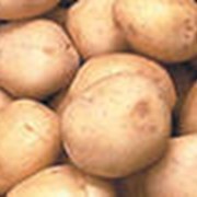 Реализуем качественный картофель