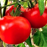 Семена томатов ляна фотография