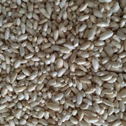Взорванные зерна риса воздушный рис фото
