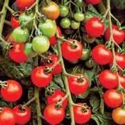Семена томатов черри вишенка