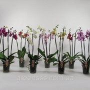 Орхидея Фаленопсис микс -- Phalaenopsis mixed фотография