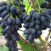 Саженцы винограда Кодрянка фотография