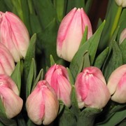 Тюльпаны к 8 марта в Красноярске ! ! ! - 40 руб. фото