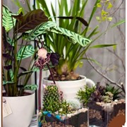 Композиции из искусственных цветов, сухоцветов и горшечных растений фотография