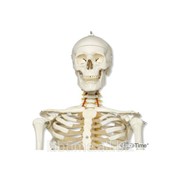 Модель гибкого скелета Fred класса люкс , на 5-рожковой роликовой стойке 1000035 фотография