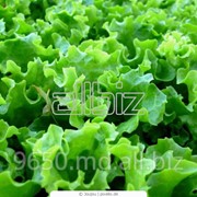 Салат листовой фото