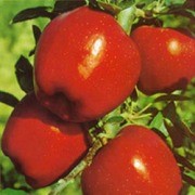 Саженцы яблони Ред чиф фото