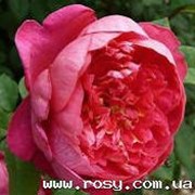 Саженцы роз Benjamin Britten® Austin 2001 фото