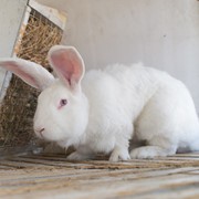 Белый великан с фермы, кролики оптом Украина, племенные кролики, ферма племенных кроликов фото