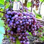 Саженцы винограда Кишмиш запорожский