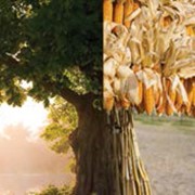 Семена кукурузы сорт СИ Леморо ФАО 310 фото