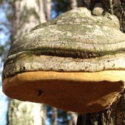 Чага (березовый гриб) фотография