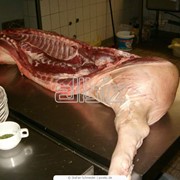 Мясо свинина фотография