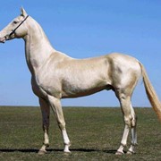 Лошади ахалтекинской породы