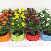 Цветущие комнатные растения -- Indoor plants flowering фотография