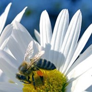 Пчелиные продукты фото
