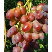 Саженцы винограда Есаул, оптом фотография