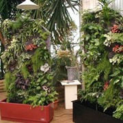 Стабилизированные растения для оформления интерьеров офисов, домов, коттеджей, торговых центров. фото