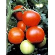 Семена томатов F1 Благовест фото