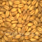 Пшеница на экспорт из Казахстана