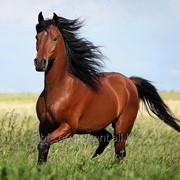 Корм лечебный для лошадей Лактобифадол