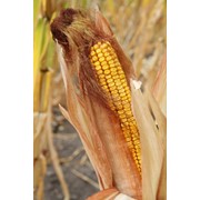 Семена кукурузы гибрид Maxima. FAO 580