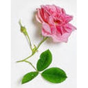 Масло розовое эфирное фотография