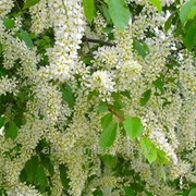 Черемуха Prunus serrulata Amanogawa 80 – 100