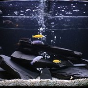 Обслуживание аквариума фото