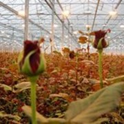 Роза красная, Бровары, В Броварах самая низкая Цена и самый широкий ассортимент фото