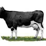 Нетели черно-пестрая порода коров