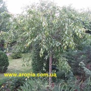 Сакура плакучая.(Prunus serrulata f. pendula.) фото