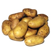 Семенной картофель оптом , Черниговская область, Украина, экспорт фото