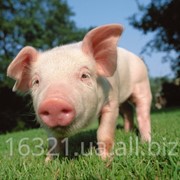 Свиньи-поросята, 30-40 кг фото