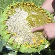 Семена подсолнечника Гибрид Евралис ЕС Артимис Рустика фото