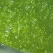 Chlorela in România ,compania Agromodvita SRL promoveaza suspensie de alge ca aditiv pentru animale фото