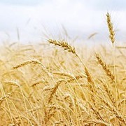 Зерновые культуры Пшеница зерно продам