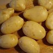 Ранний картофель